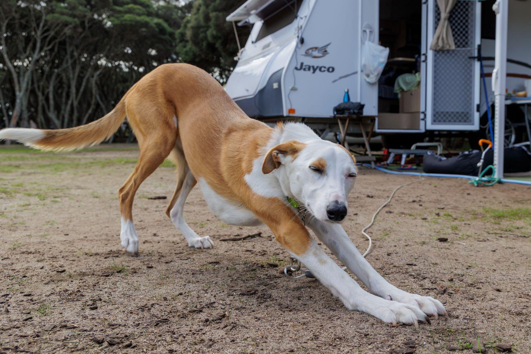 Great Ocean Road Parks have dog-friendly parks seasonally or year-round.
