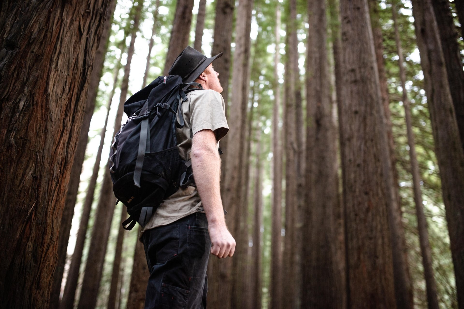 The magical atmosphere of the Californian Redwoods
