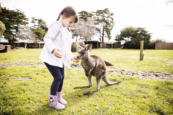Hand-feed native animals at Great Ocean Road Wildlife Park