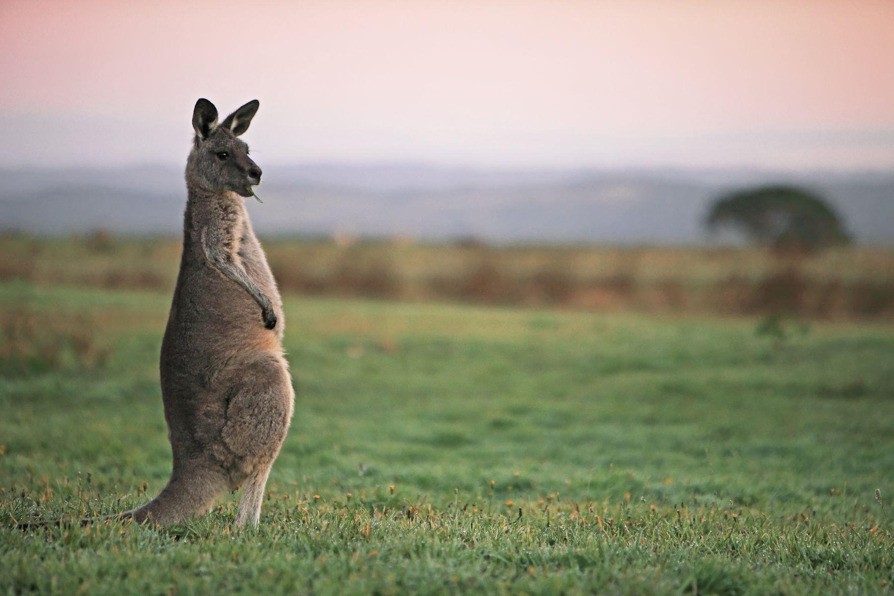 Kangaroo grazing at sunrise