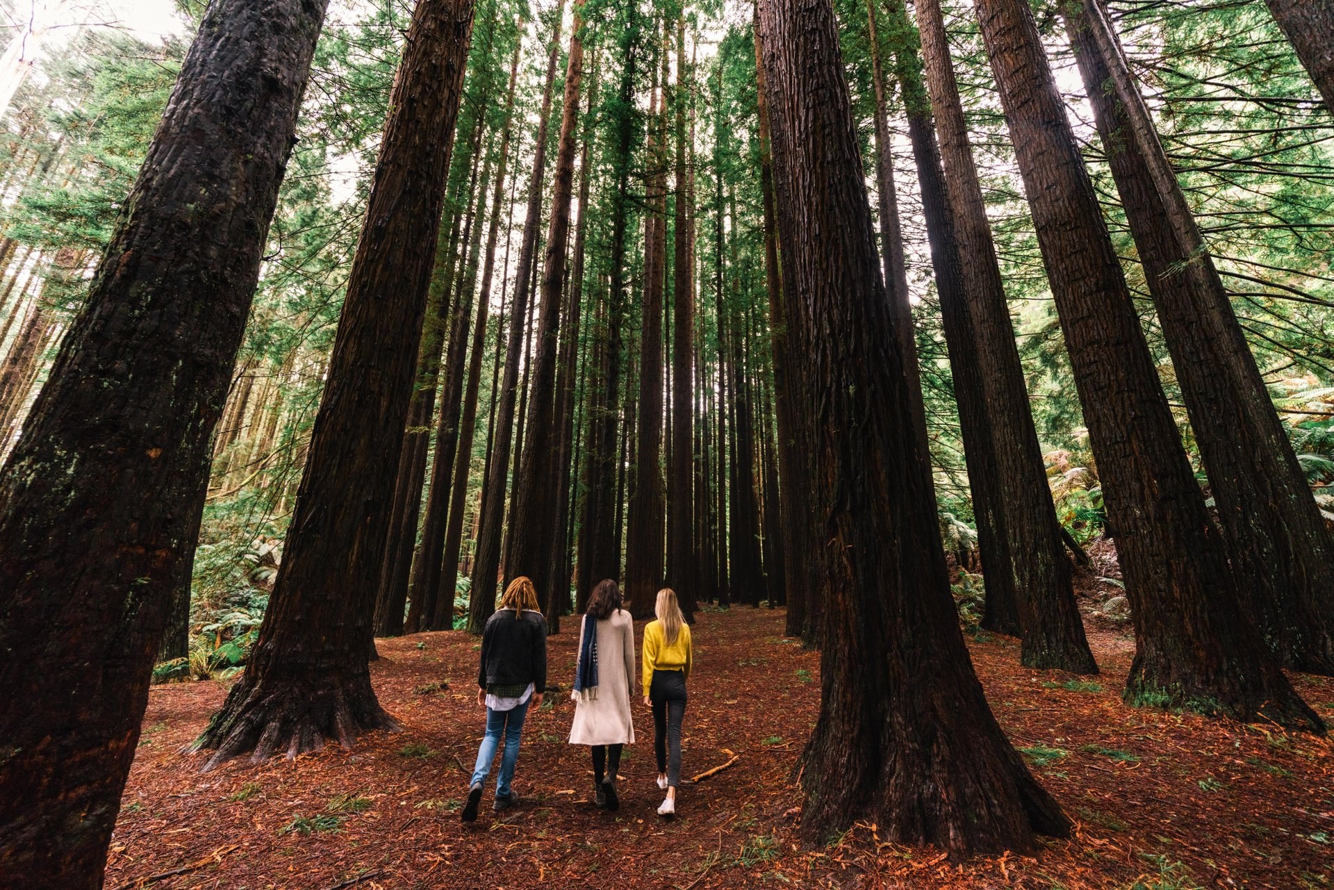 Californian Redwoods, Otways, Great Ocean Road