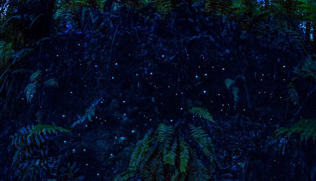 Magical Glow Worms at Melba Gully, Great Otway National Park, Great Ocean Road