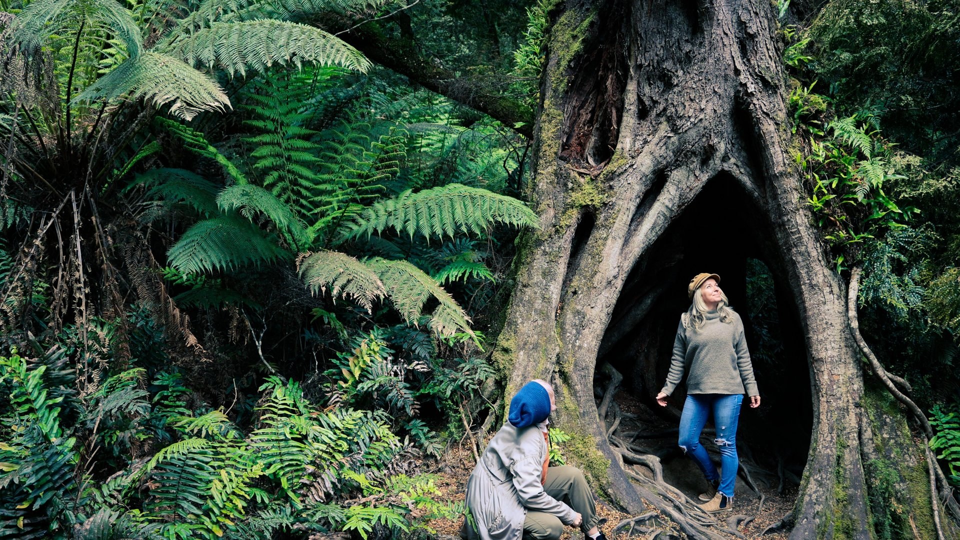 Walk amongst the ferns at Maits Rest
