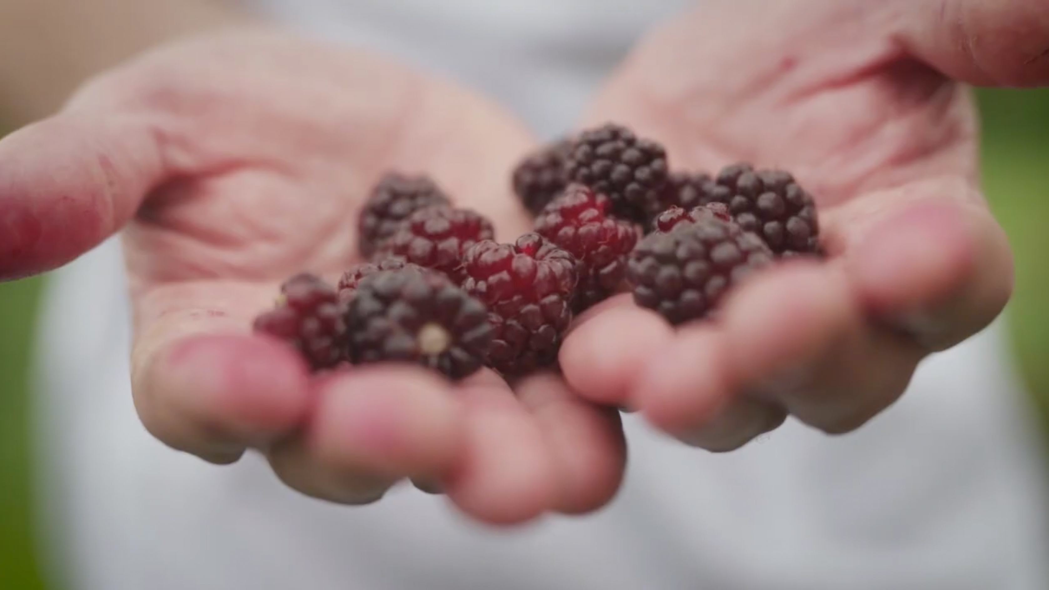 Go behind the menu at Brae Restaurant.