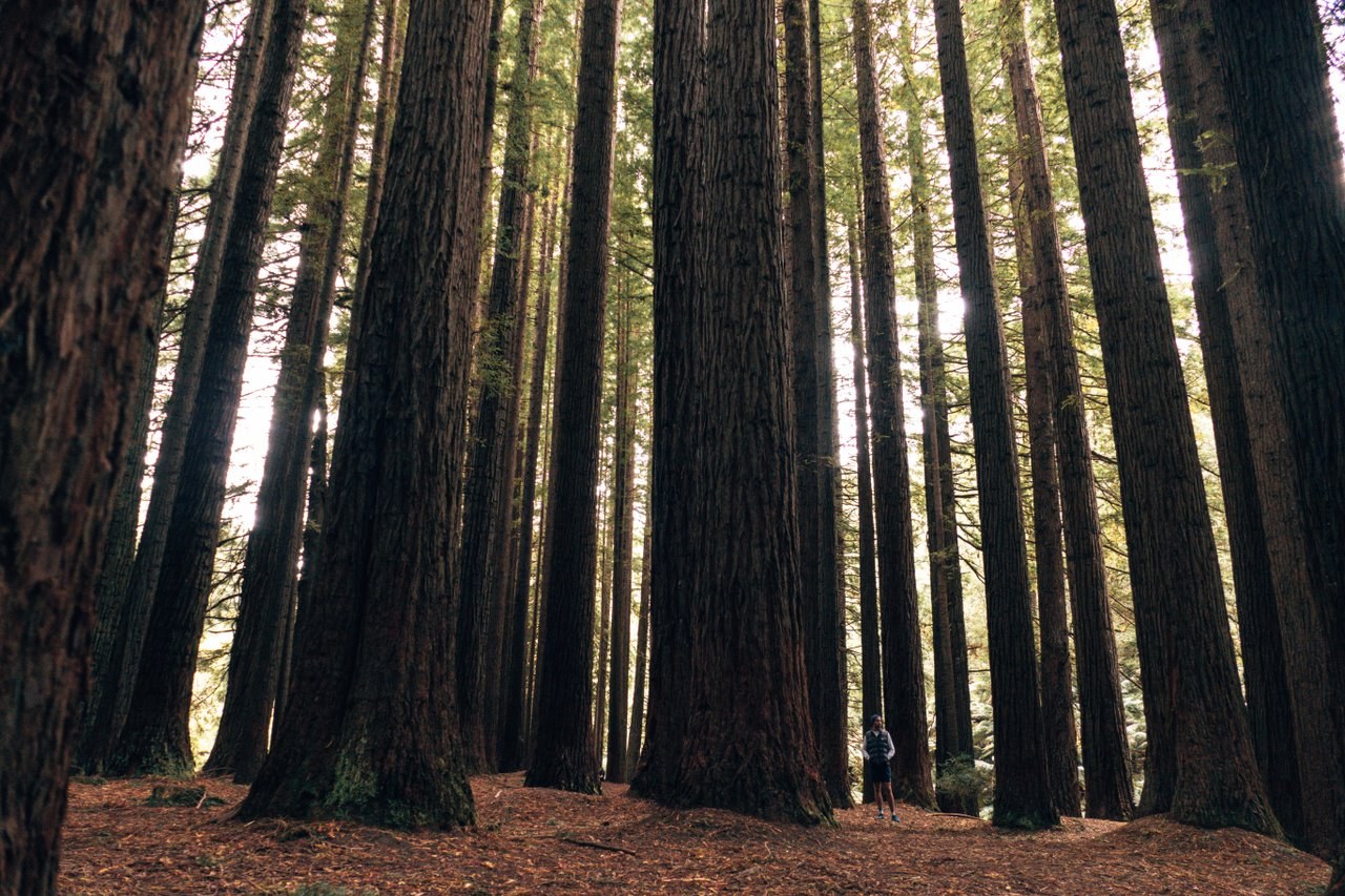 Redwood Forest in the Otways