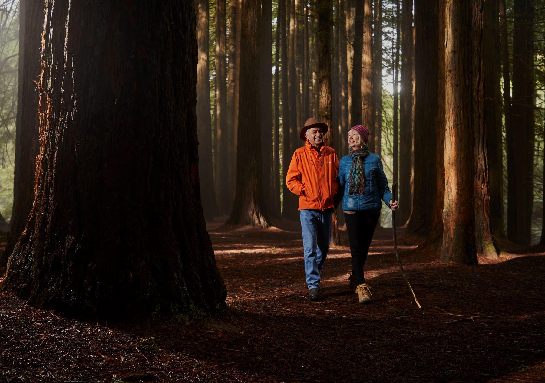 Walking through the Redwoods, Otways