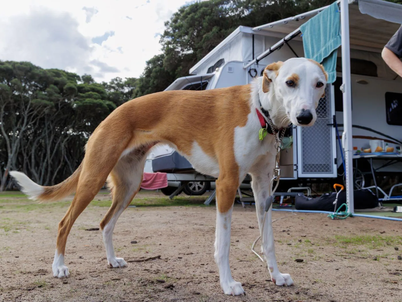 Dog friendly sites seasonally