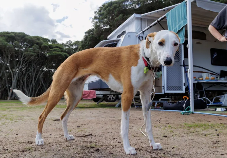 Dog friendly sites seasonally