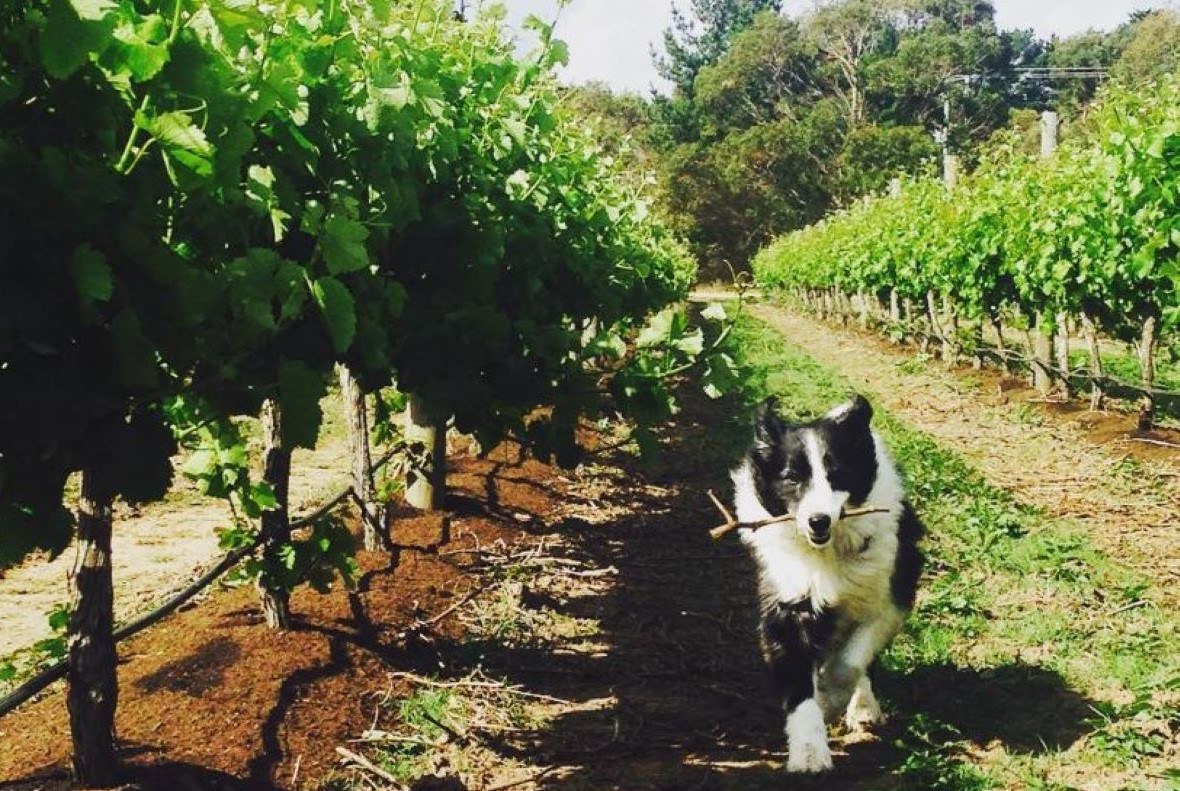 Dog-friendly Bellbrae Estate (image: @bellbraeestatewinery)