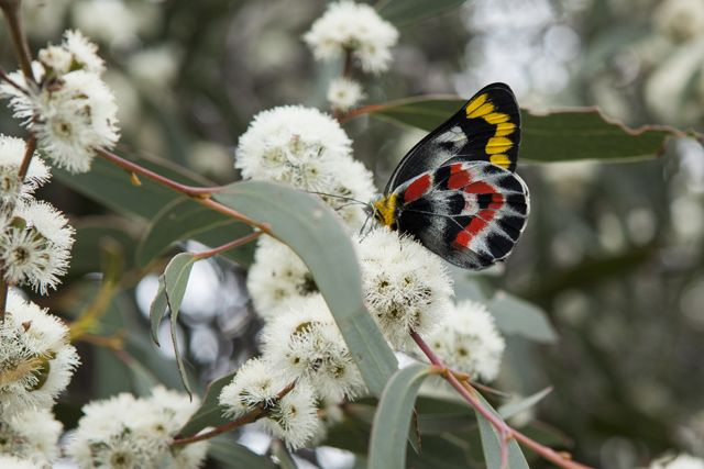 It's blooming time at Anglesea Heath. Image credit: Bryce Dunkley, ©Angair Inc.