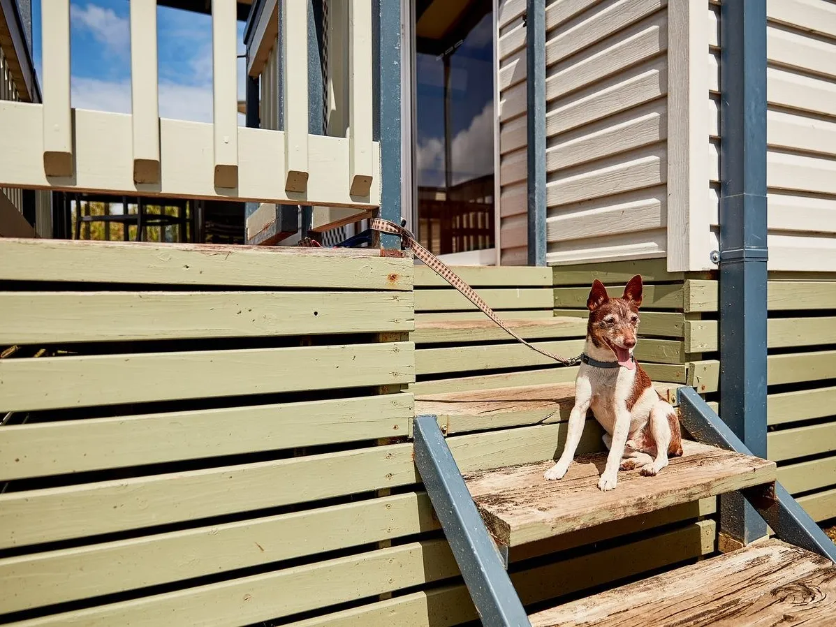 Dog friendly cabins year-round