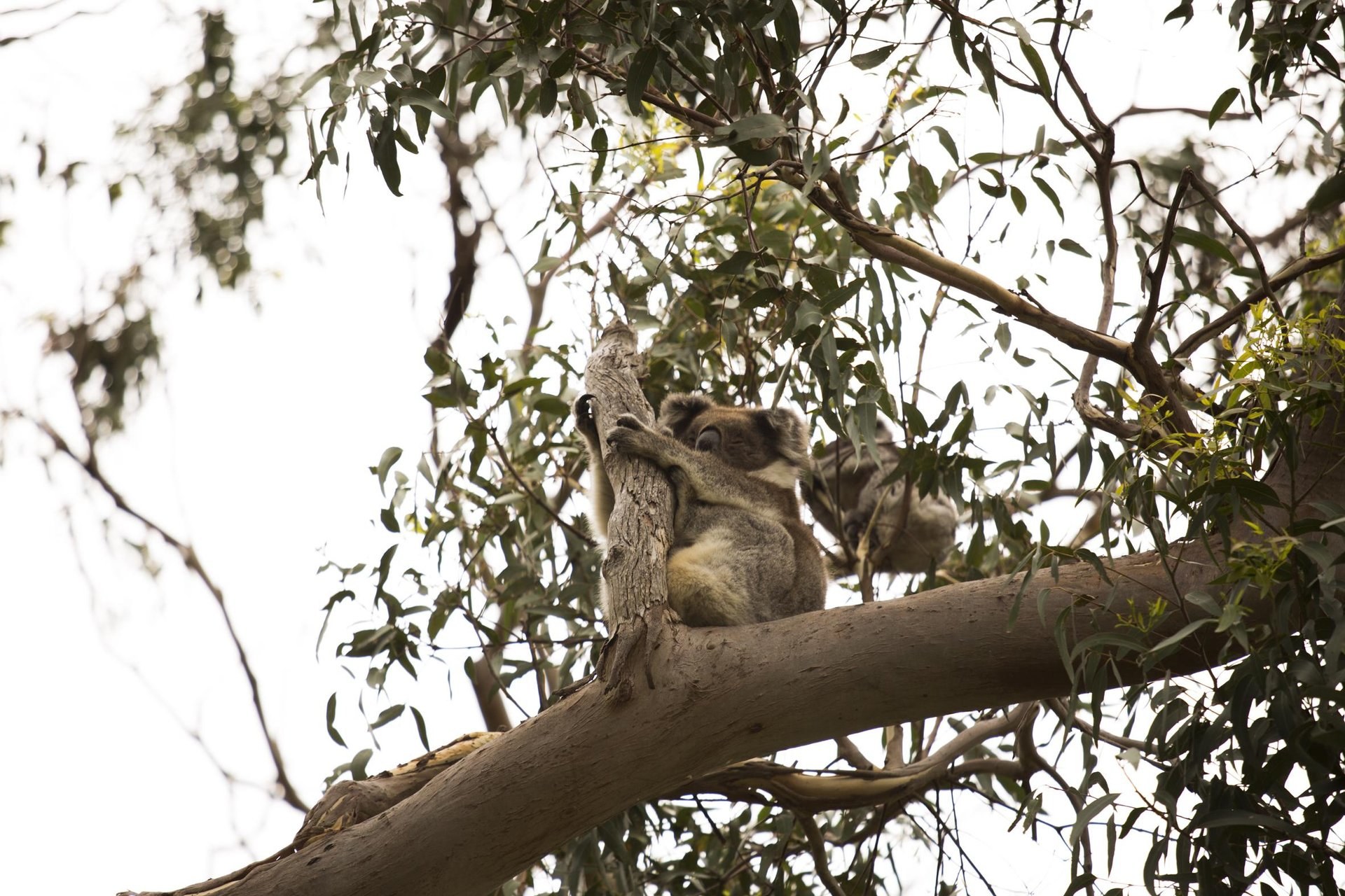 Autumn is a great time to spot sleepy koalas.