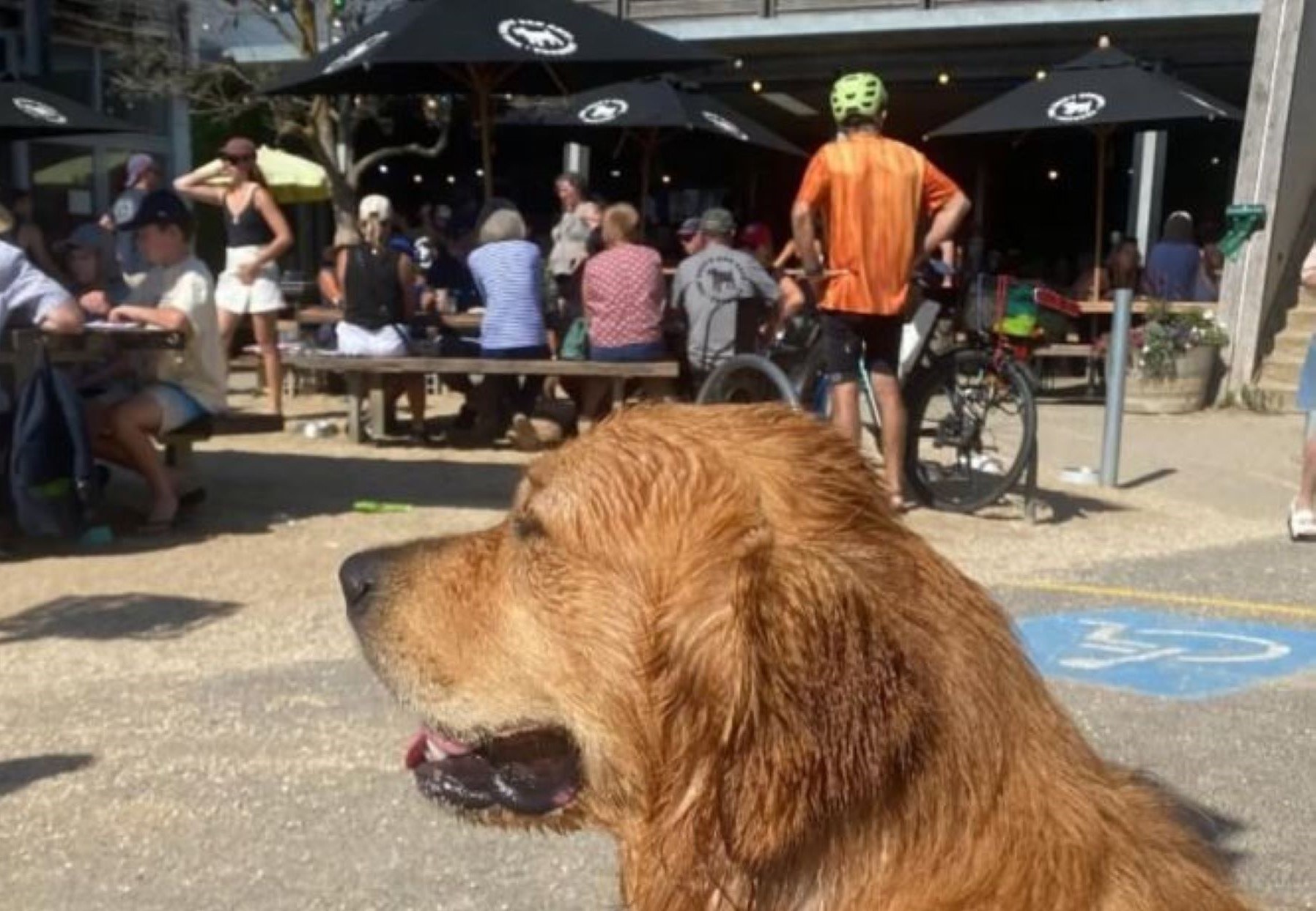 Salty dogs love The Salty Dog Cafe