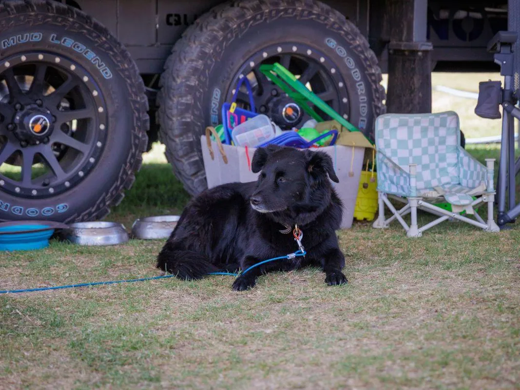 Dog friendly year-round