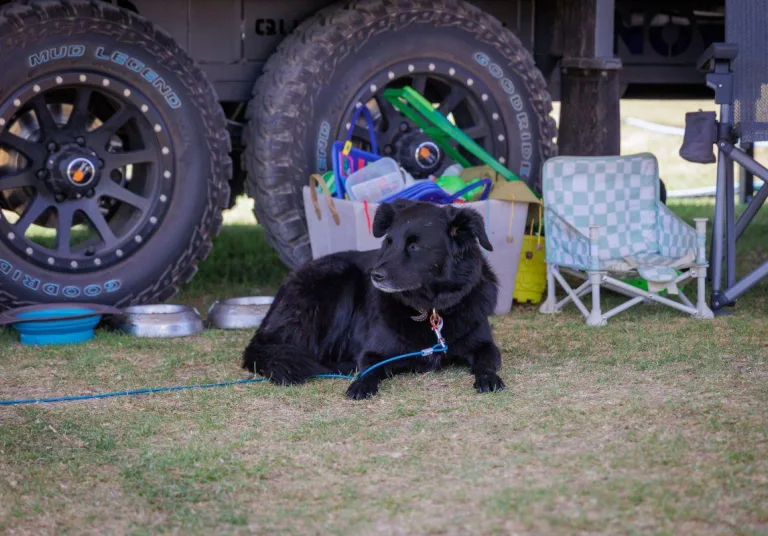 Dog friendly year-round